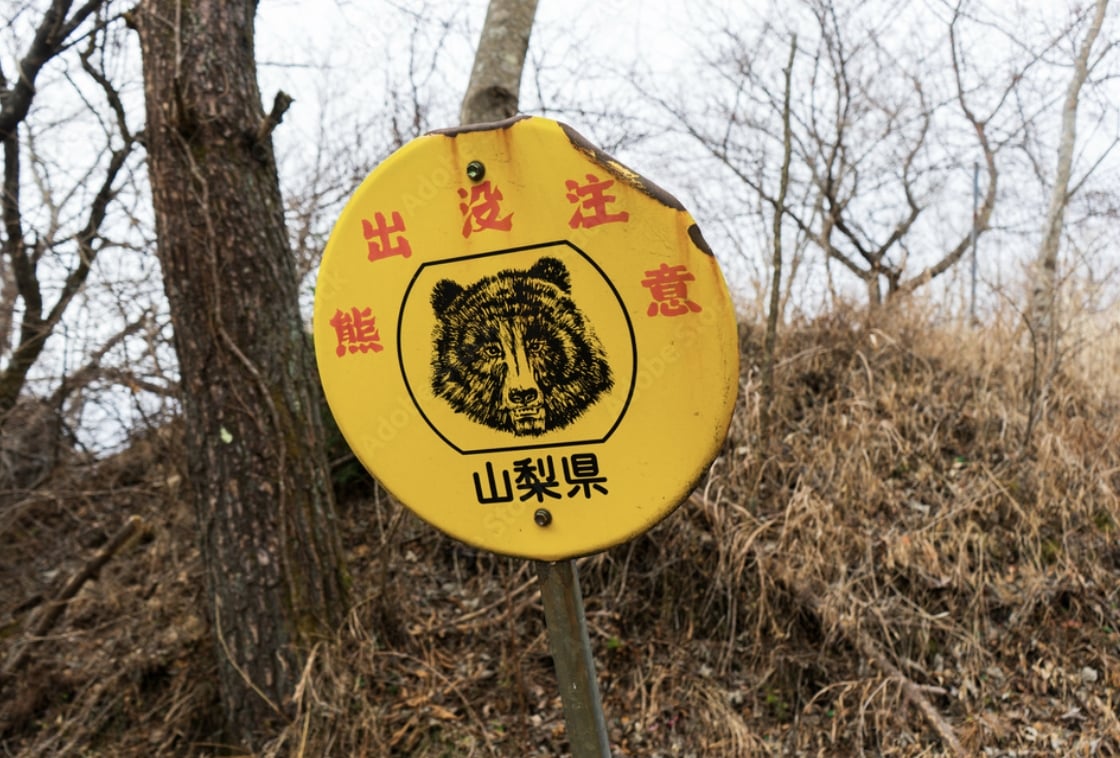 日本熊出沒地圖網站懶人包：熊出沒地點、遇熊自救方法⋯一次看！