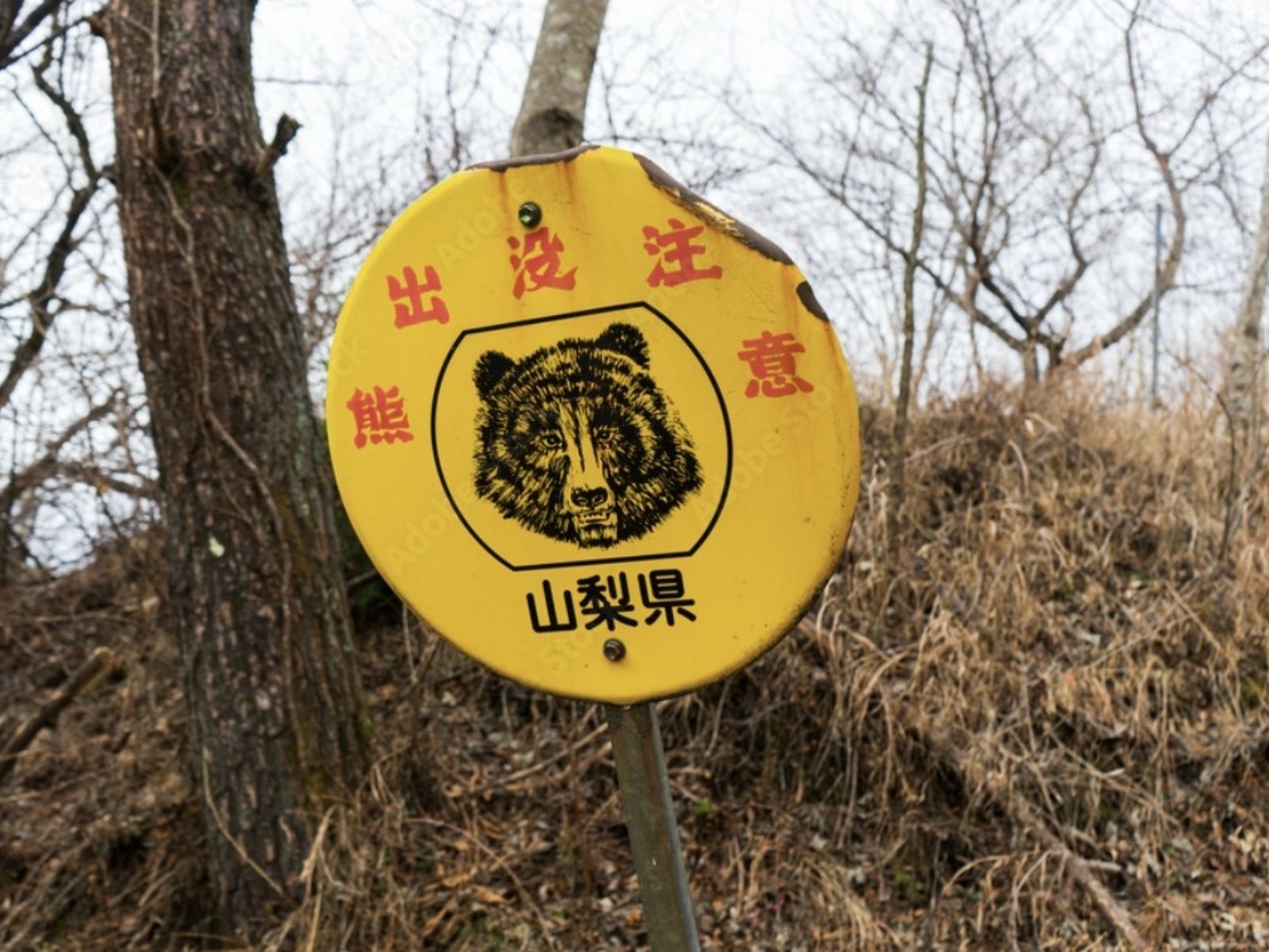 日本熊出沒地圖網站懶人包:熊出沒地點、遇熊自救方法⋯一次看!