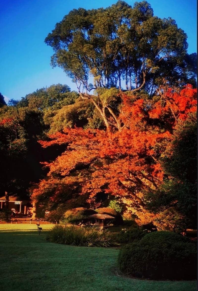 2025 日本賞楓景點推薦總整理：東京六義園、富士山河口湖｜特色、觀賞時間、拍照點⋯一次看！