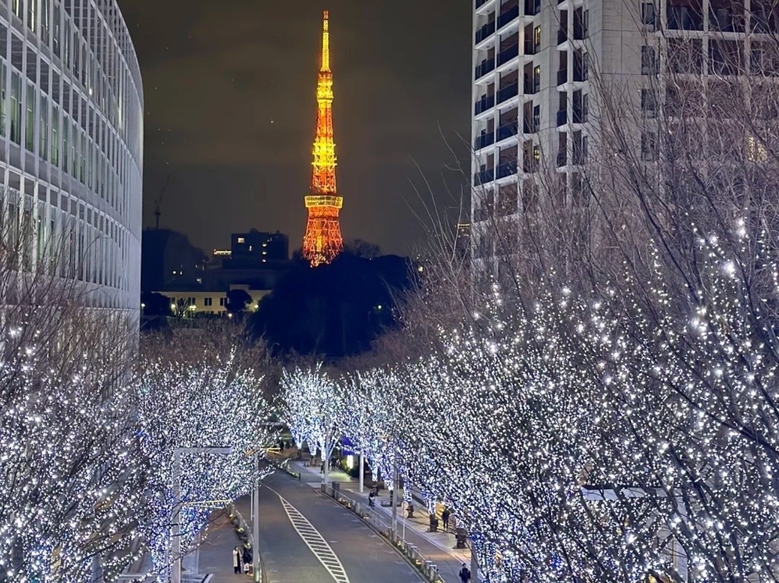 東京六本木聖誕點燈浪漫登場，時間、拍照點一次看！加碼推薦 5 個絕美銀杏勝地！