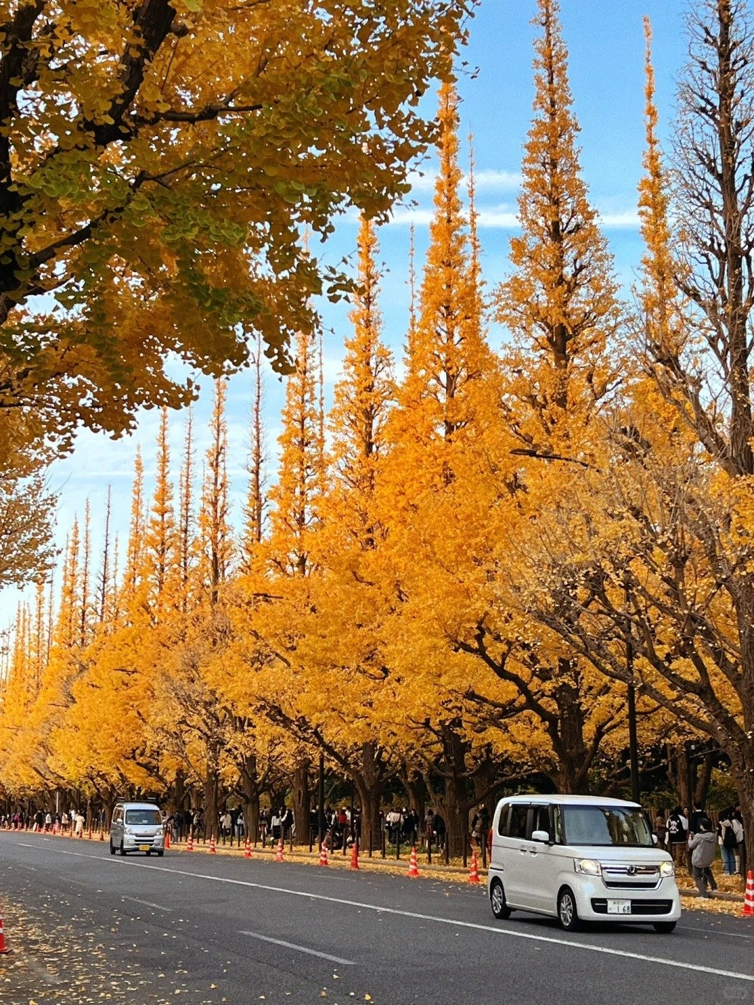 東京六本木聖誕點燈浪漫登場，時間、拍照點一次看！加碼推薦 5 個絕美銀杏勝地！