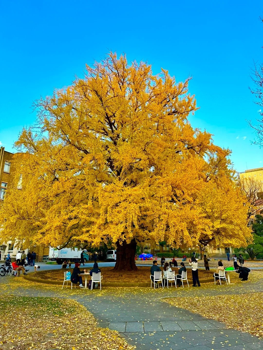東京六本木聖誕點燈浪漫登場，時間、拍照點一次看！加碼推薦 5 個絕美銀杏勝地！