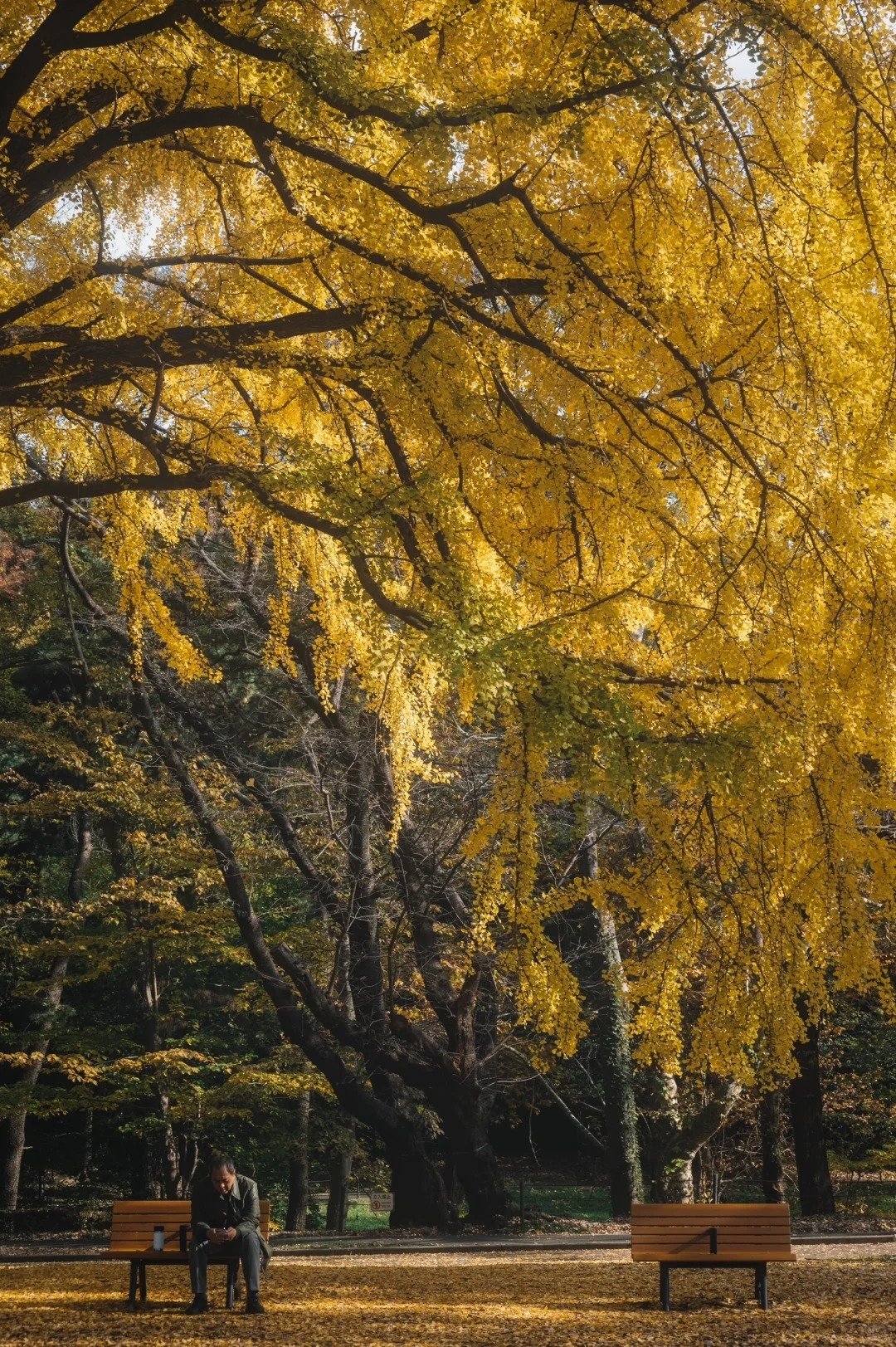 東京六本木聖誕點燈浪漫登場，時間、拍照點一次看！加碼推薦 5 個絕美銀杏勝地！