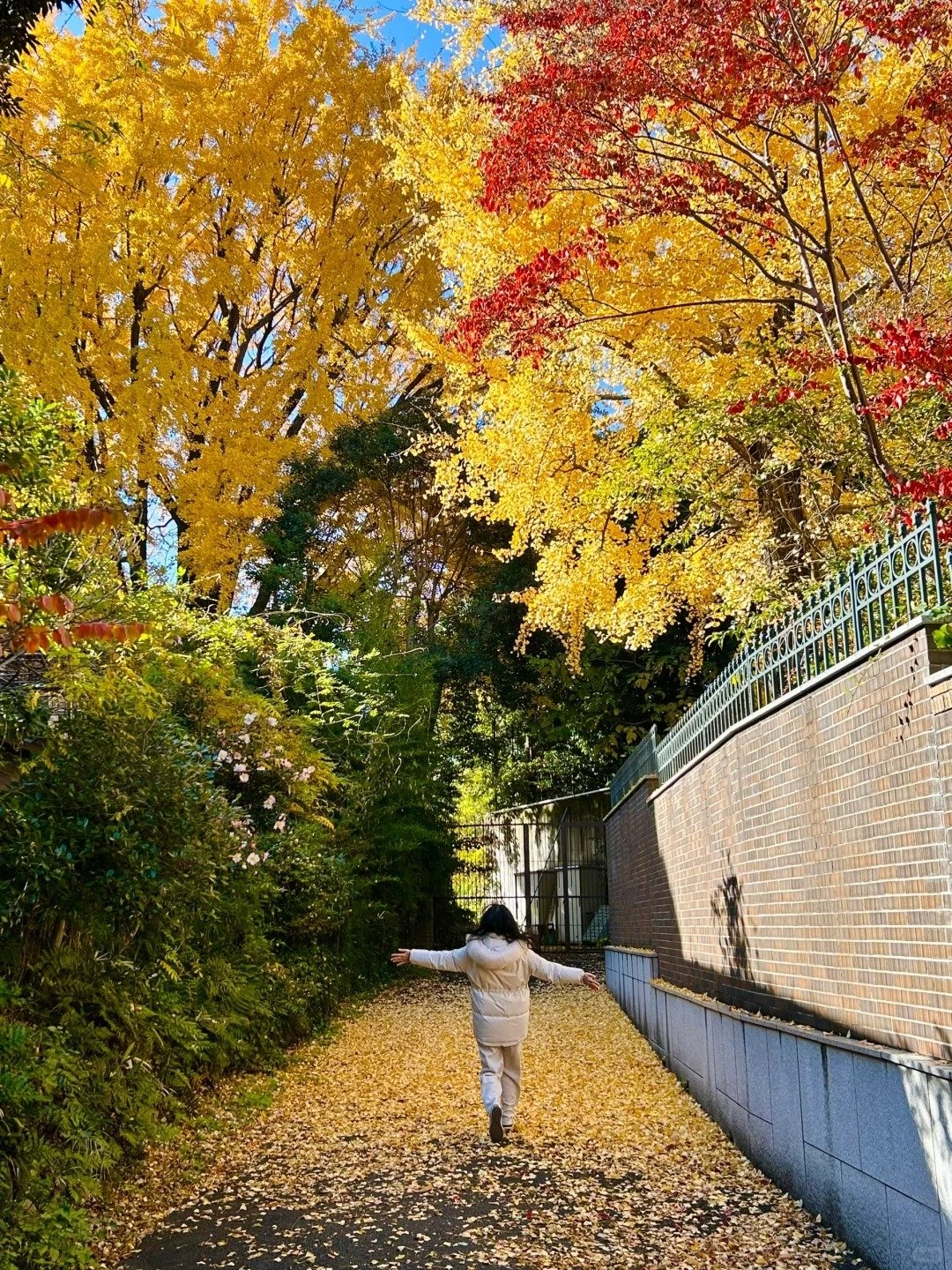 東京六本木聖誕點燈浪漫登場，時間、拍照點一次看！加碼推薦 5 個絕美銀杏勝地！
