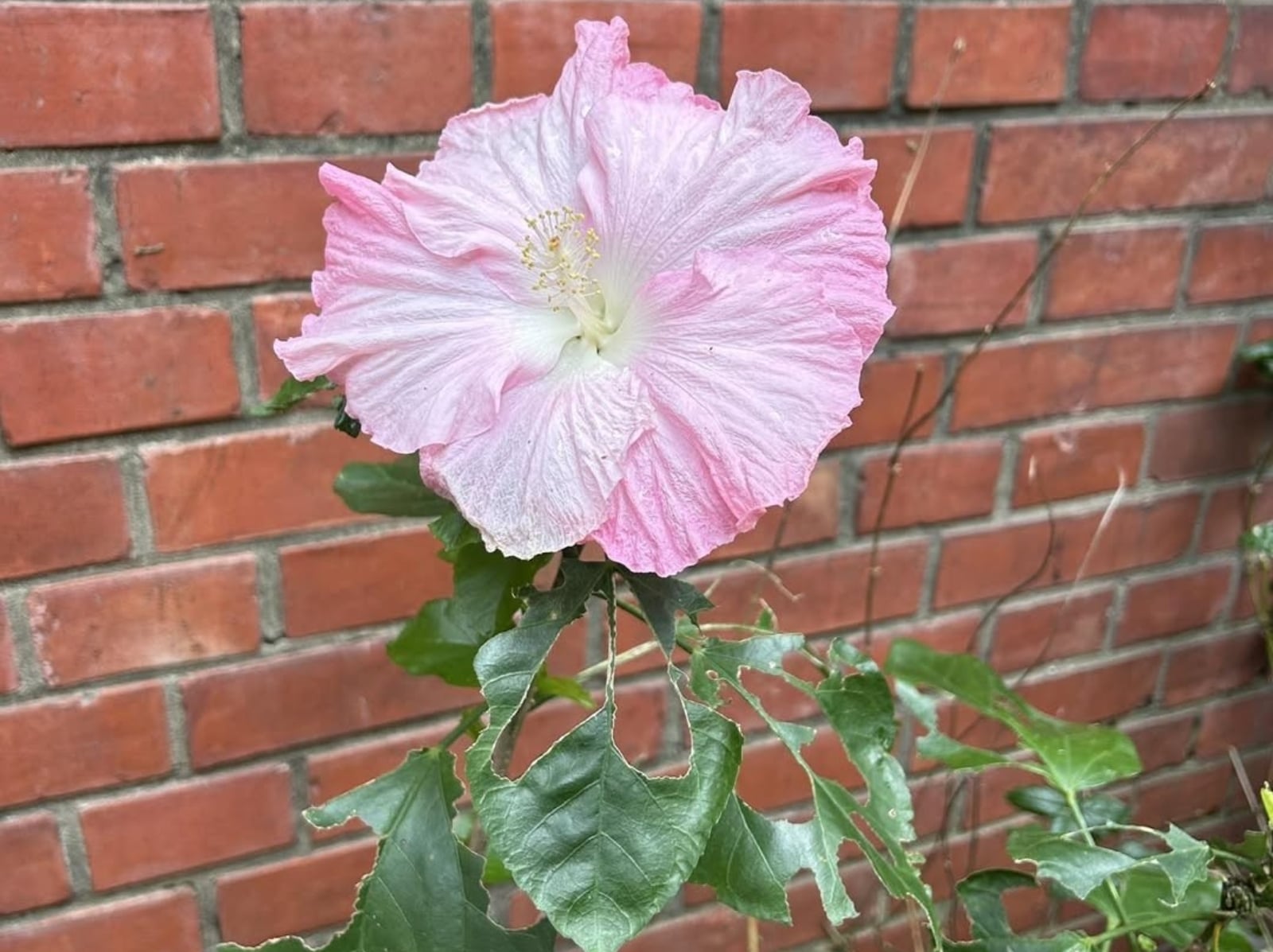 妳不必是光，妳只要允許自己在黑暗裡呼吸！《Alice 的情緒快遞》