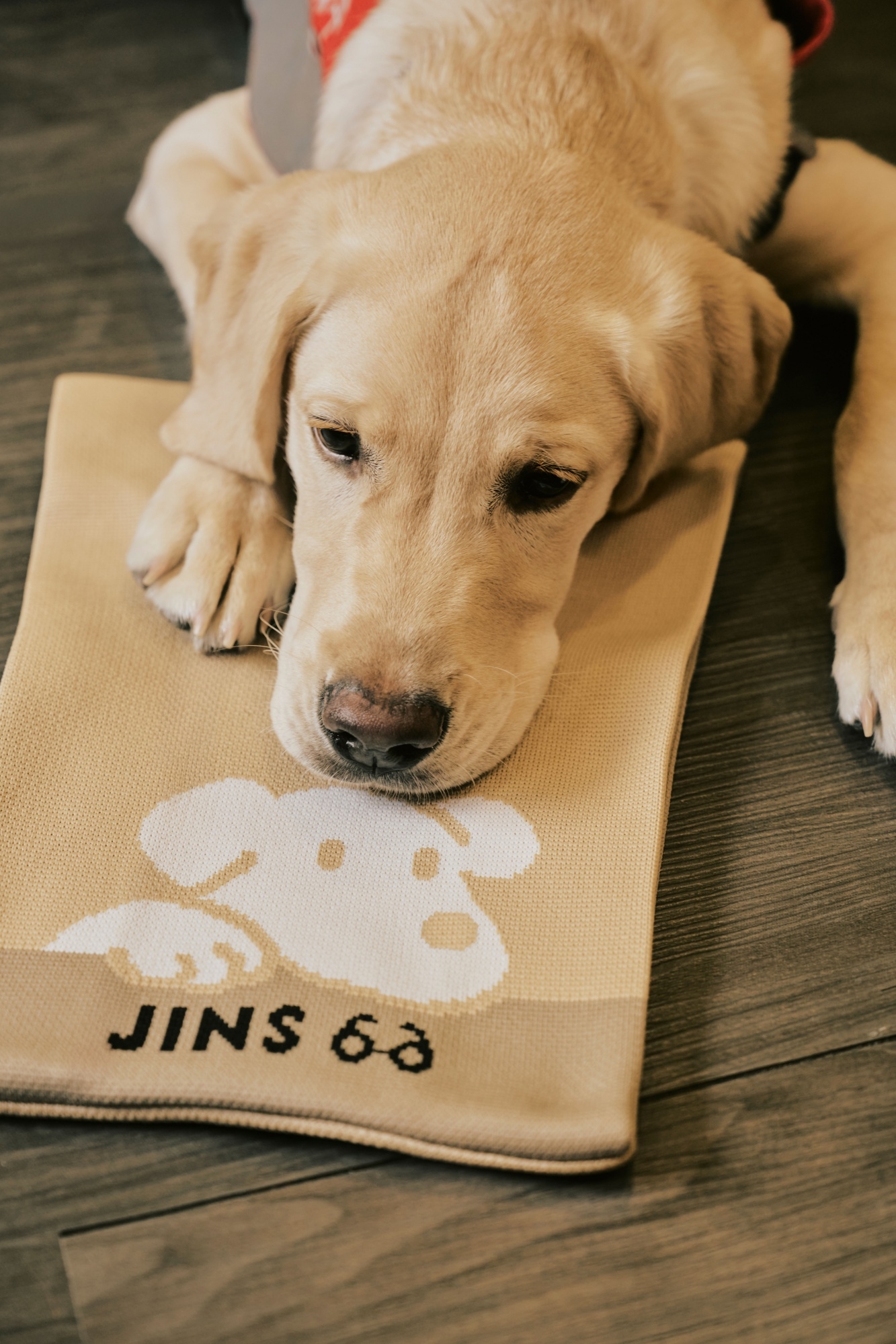 JINS 連六年捐義賣所得 攜手連晨翔成為導盲犬的光