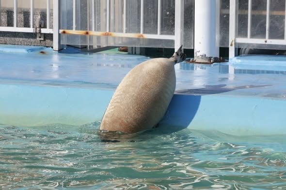 海豹身形像什麼？日本網友搭機用餐時意外揭開爆笑真相！