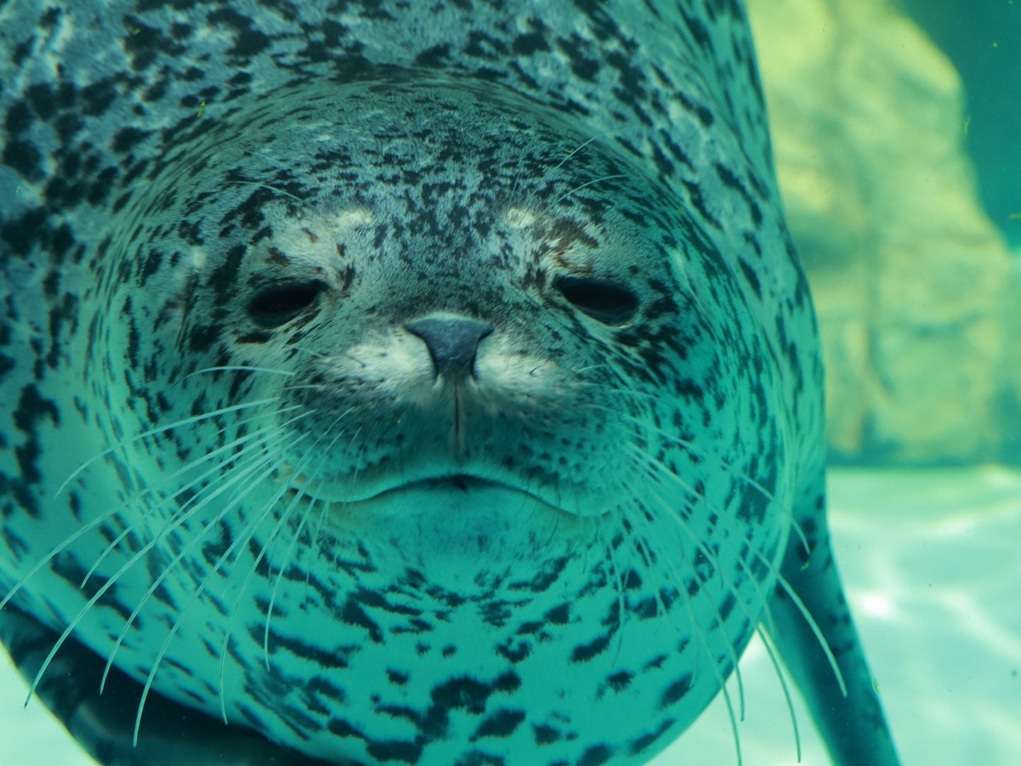 海豹身形像什麼？日本網友搭機用餐時意外揭開爆笑真相！