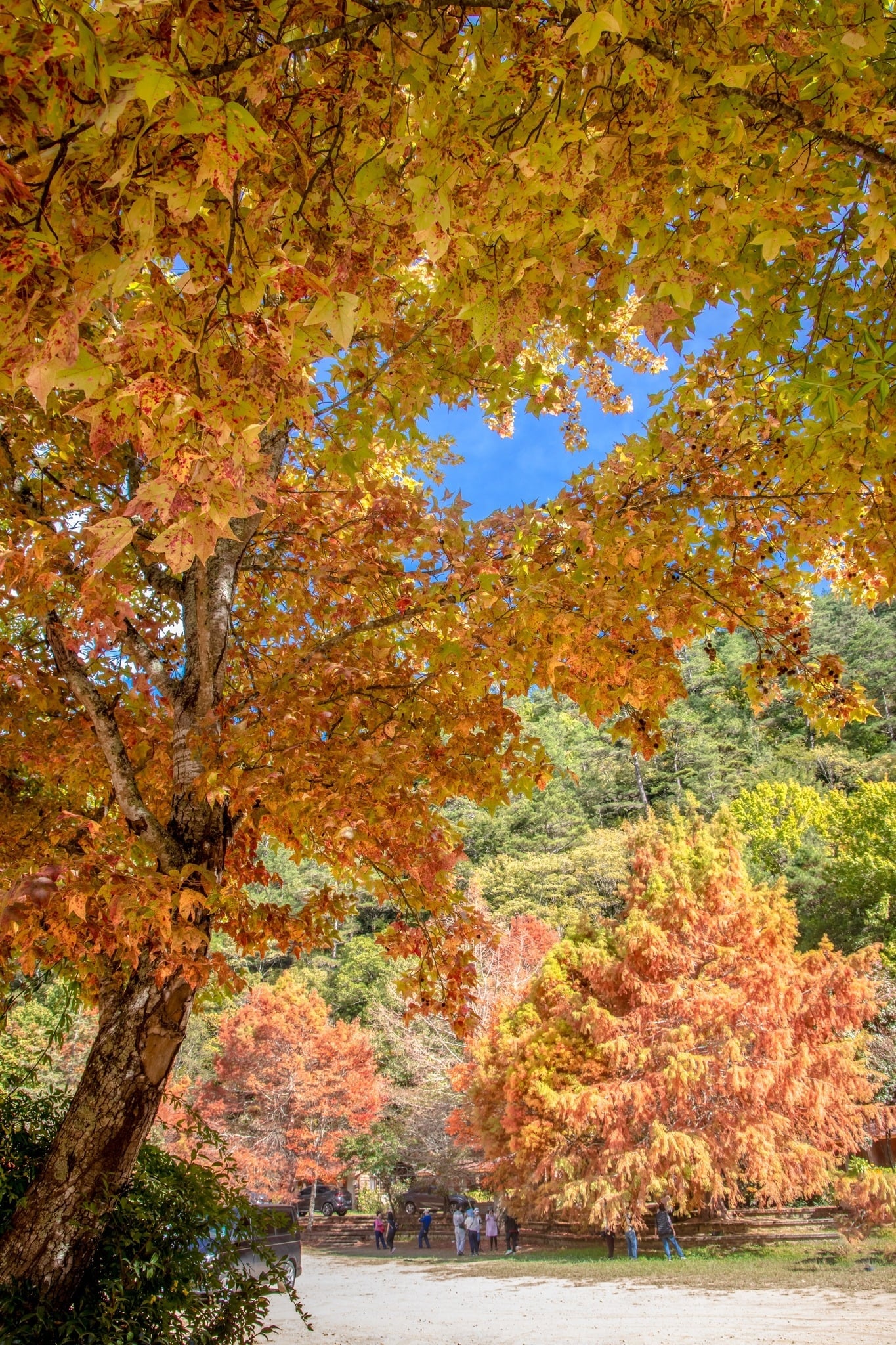 武陵農場楓紅季節限定美景!12月1日啟用電動車充電站