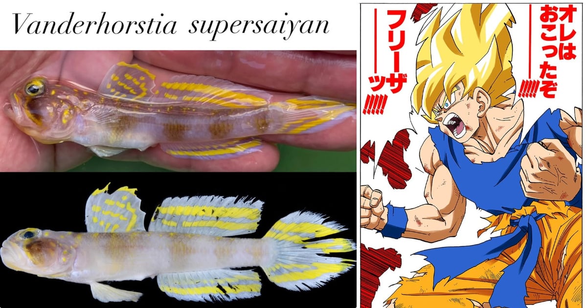 日本發現超中二新魚種!研究團隊直接命名「超級賽亞人」⋯網笑:七龍珠粉絲的狂喜!