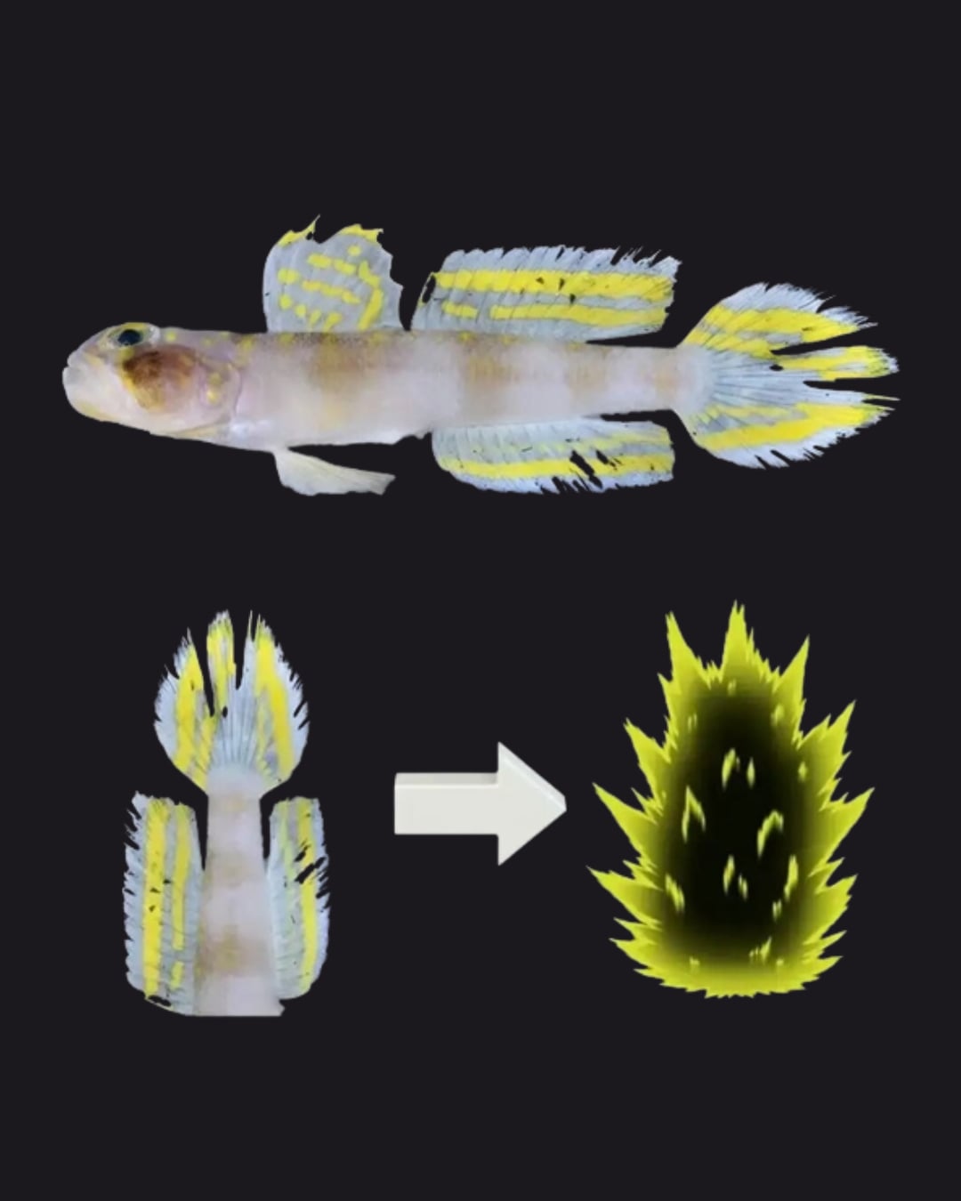 日本發現超中二新魚種!研究團隊直接命名「超級賽亞人」⋯網笑:七龍珠粉絲的狂喜!