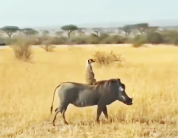 《獅子王》彭彭與丁滿真實存在！遊客非洲草原捕捉疣豬載狐獴超驚喜！
