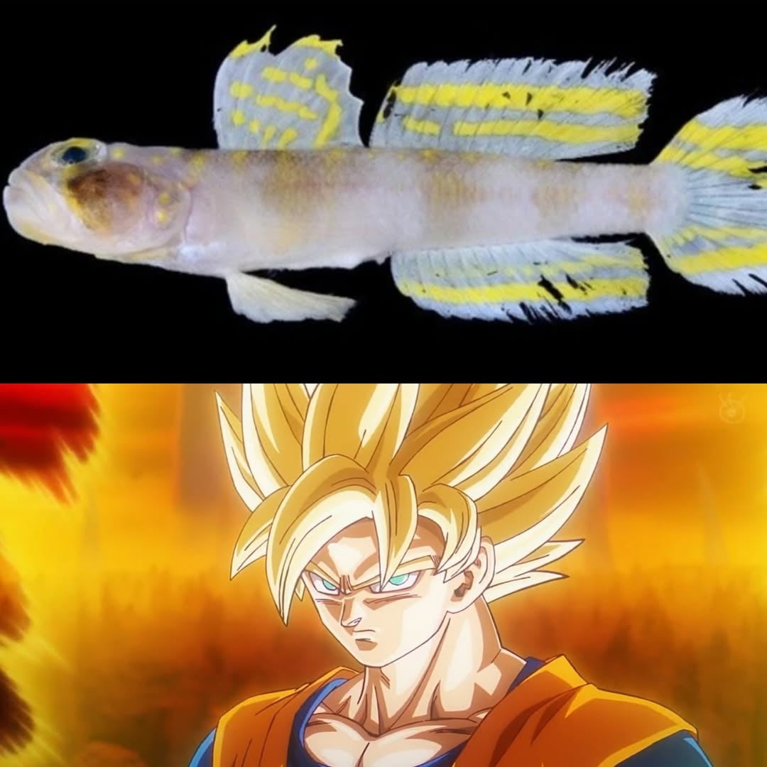 《驀然回首》真人版啟動、《寶可夢傳說 Z-A》更新、超級賽亞人新魚種⋯⋯【JUKSY 動漫週報】