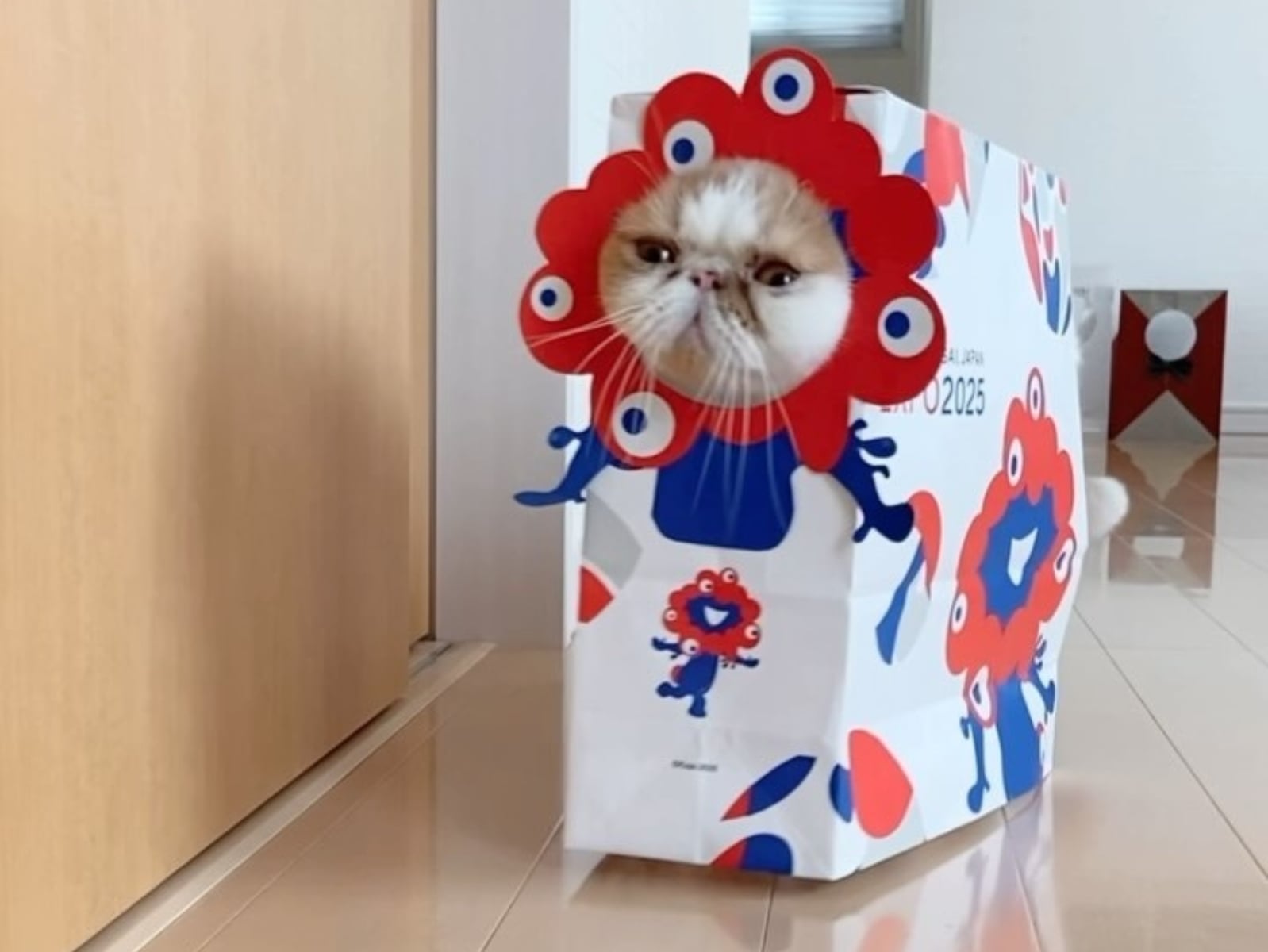 請接住「湯瑪士小火貓」的可愛撞擊！煩惱都被貓貓通通裝進紙袋裡了