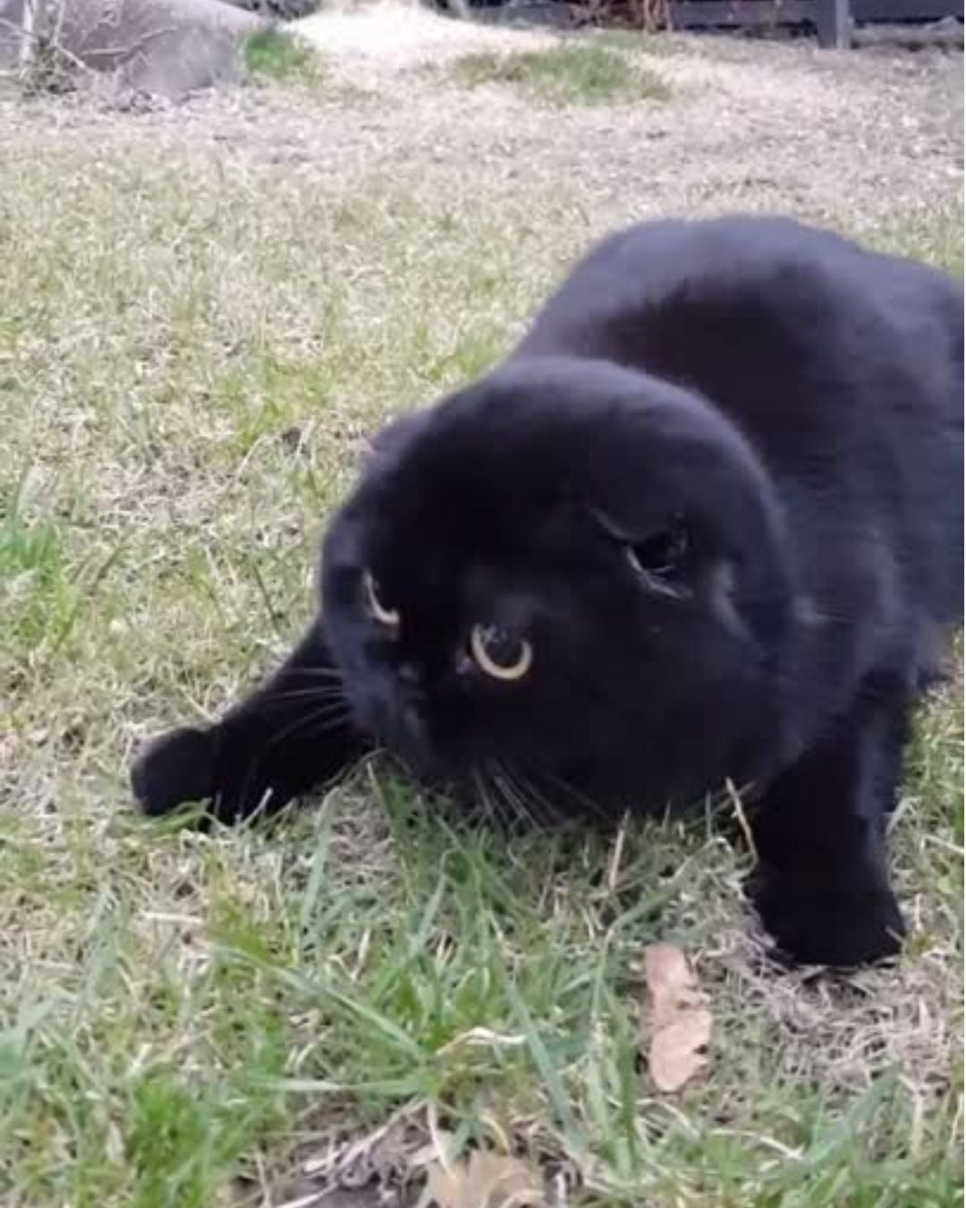 萌度爆表!胖胖黑貓黑到全身發亮!根本就是「行走的煤炭精靈」!