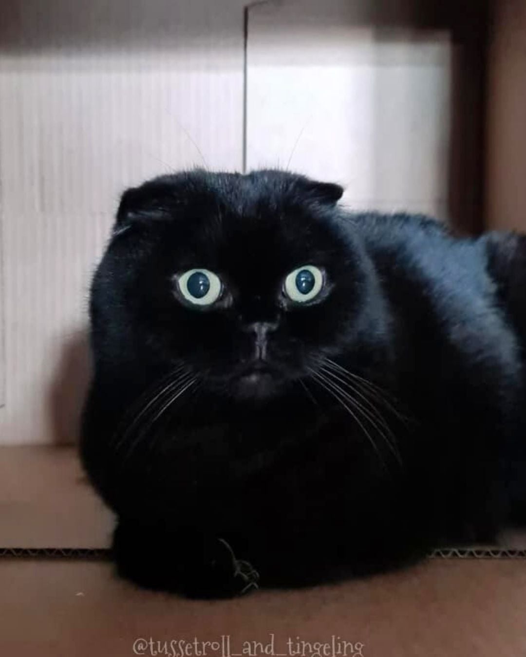 萌度爆表!胖胖黑貓黑到全身發亮!根本就是「行走的煤炭精靈」!