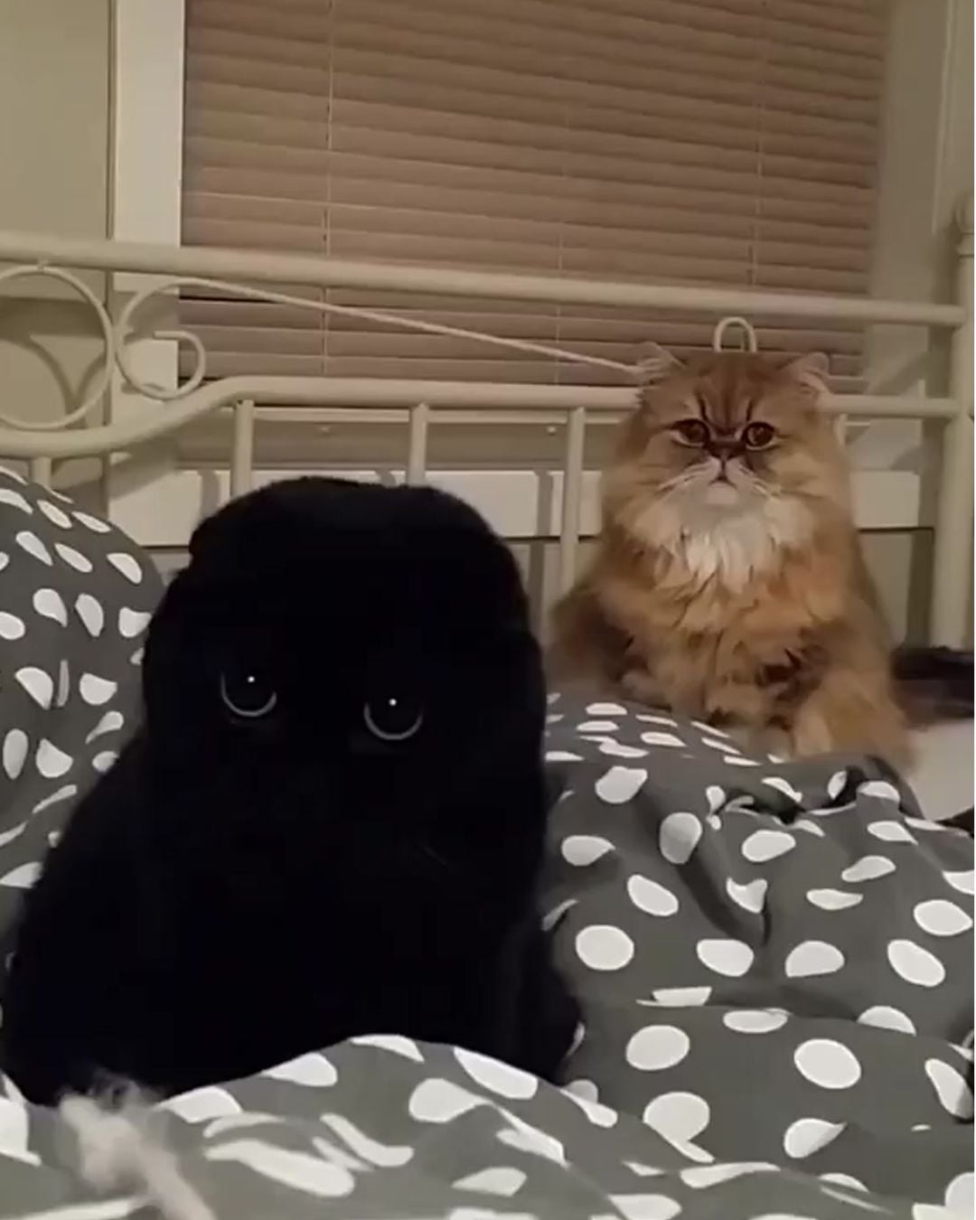 萌度爆表!胖胖黑貓黑到全身發亮!根本就是「行走的煤炭精靈」!