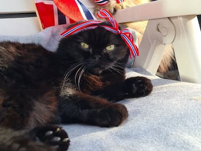 萌度爆表！胖胖黑貓黑到全身發亮！根本就是「行走的煤炭精靈」！