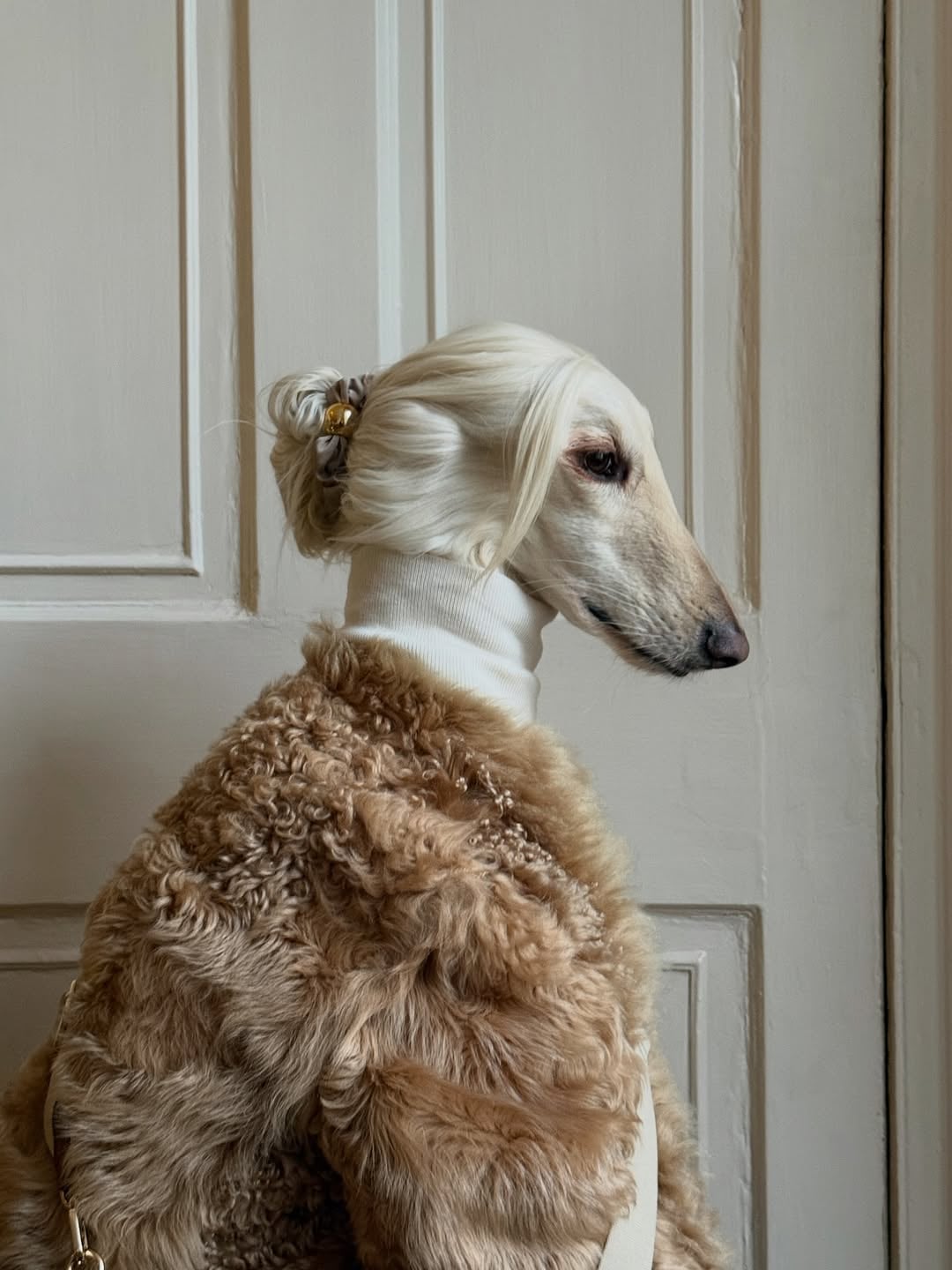 阿富汗獵犬 Samantha 超會搭被譽為「狗界超模」!網友:「他比我會穿...」