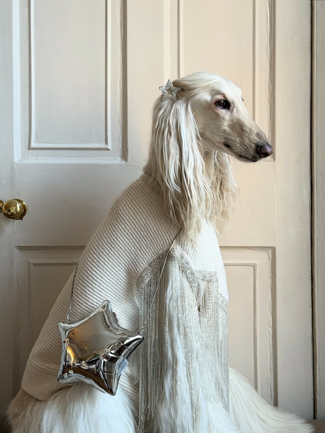 阿富汗獵犬 Samantha 超會搭被譽為「狗界超模」!網友:「他比我會穿...」