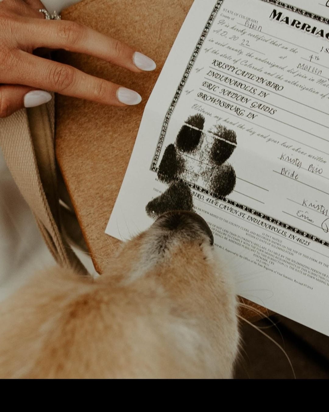 毛孩終於能見證人生大事！美國「寵物友善法」讓汪星人、喵星人甚至倉鼠當證婚人