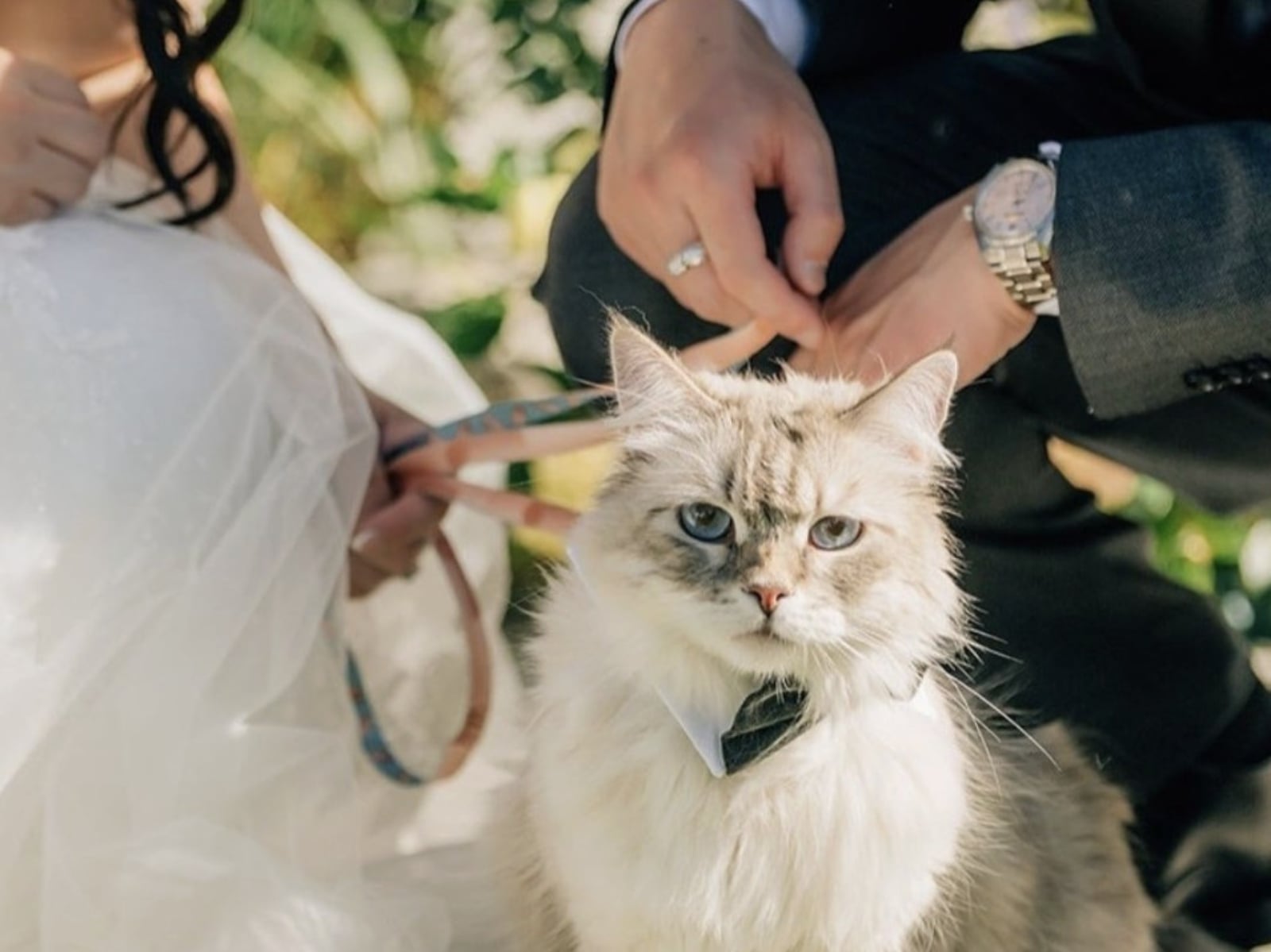 毛孩終於能見證人生大事！美國「寵物友善法」讓汪星人、喵星人甚至倉鼠當證婚人