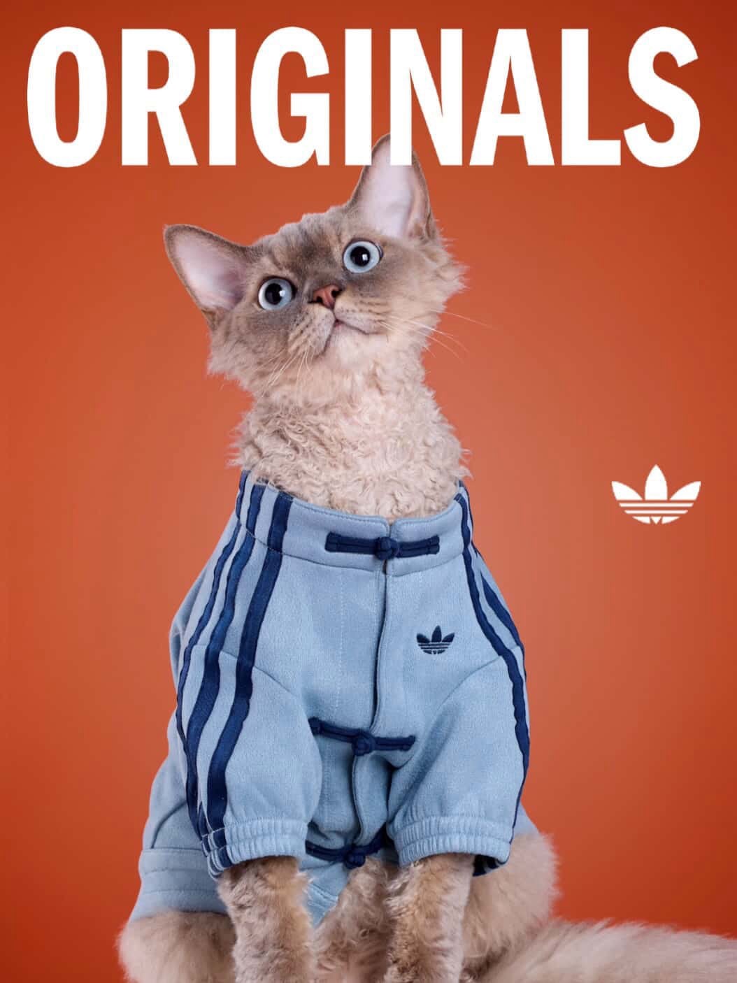 adidas 寵物系列也推爆紅中式運動外套！毛孩也能一起穿帥迎接農曆新年了！