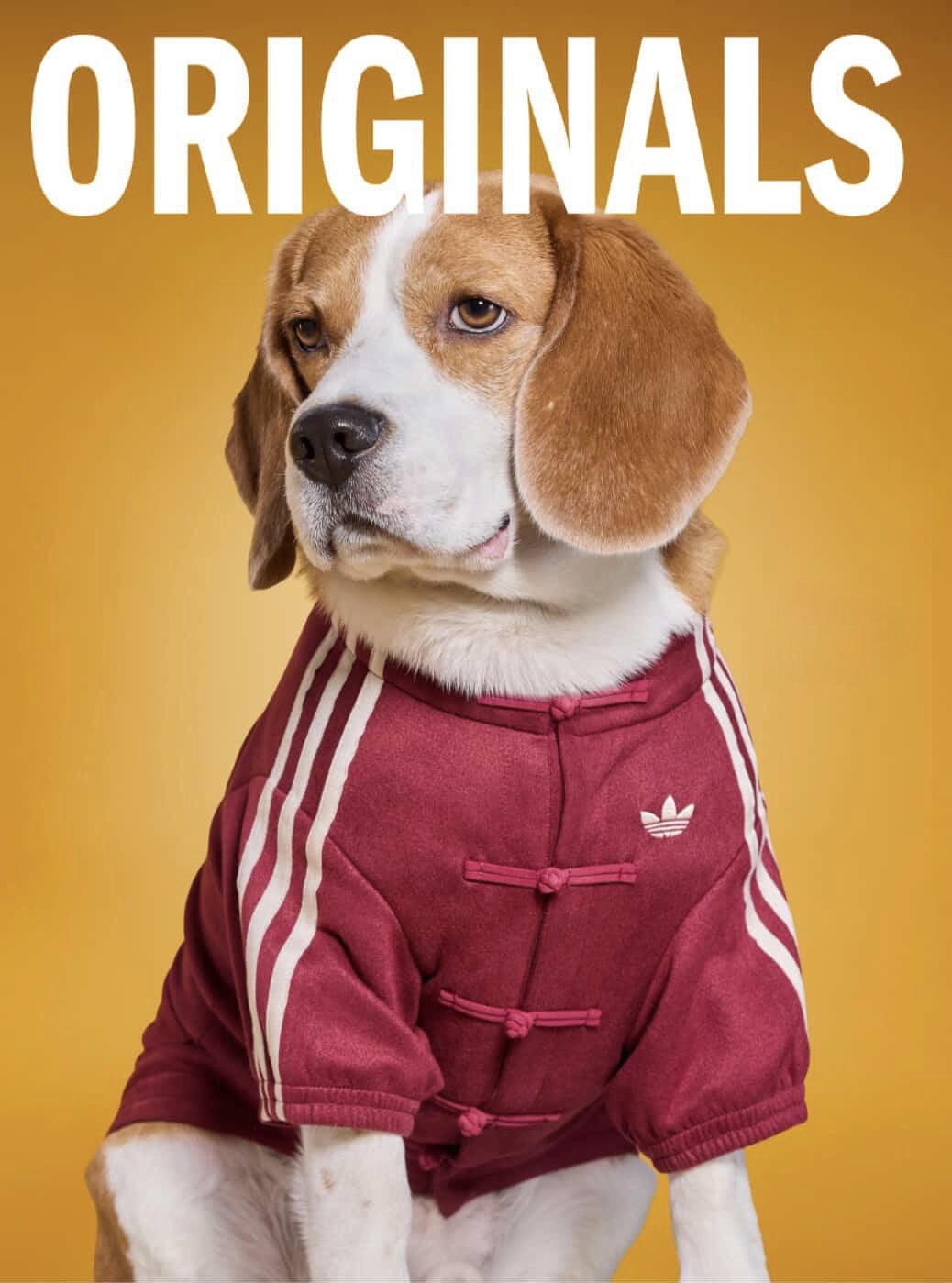 adidas 寵物系列也推爆紅中式運動外套！毛孩也能一起穿帥迎接農曆新年了！