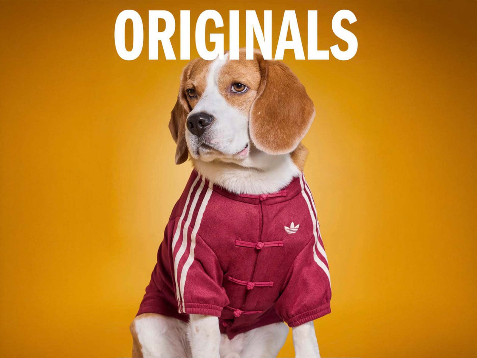 adidas 寵物系列也推爆紅中式運動外套！毛孩也能一起穿帥迎接農曆新年了！