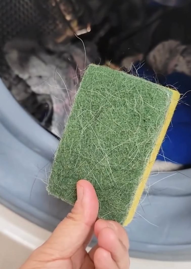 衣服沾到貓毛怎麼清？Threads 網友分享「一妙招」低成本又乾乾淨淨！