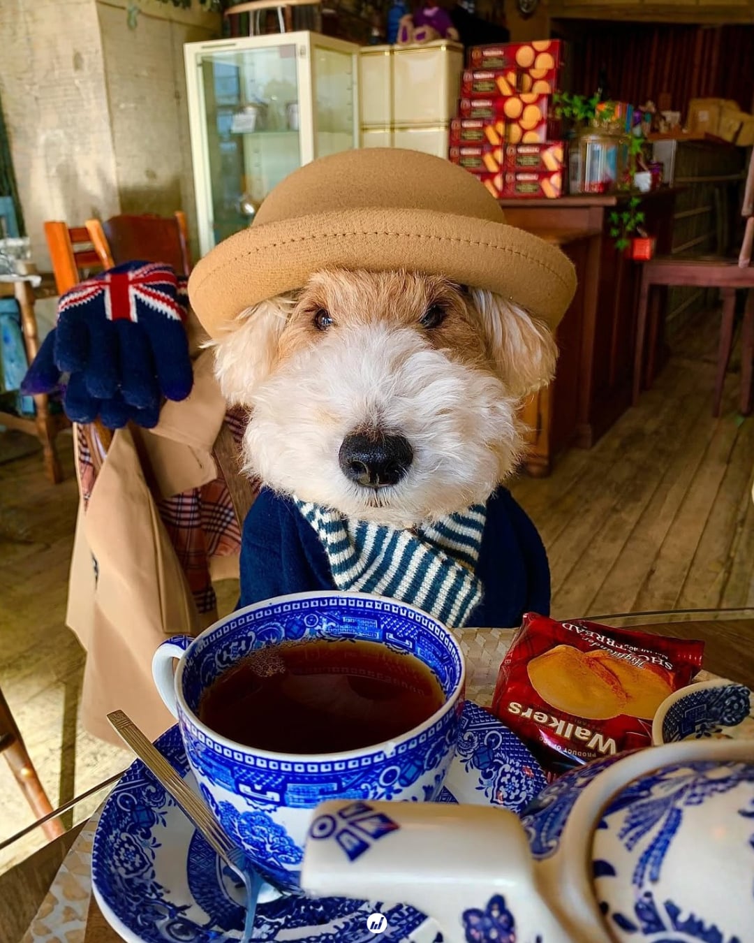 金牌特務狗狗版!由內而外都自帶英倫氣質的小獵犬