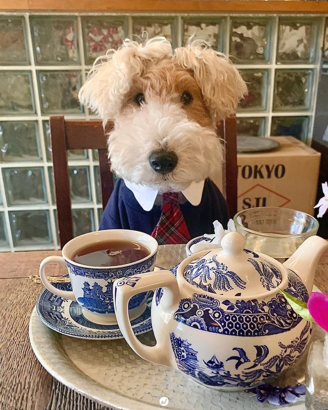 金牌特務狗狗版!由內而外都自帶英倫氣質的小獵犬