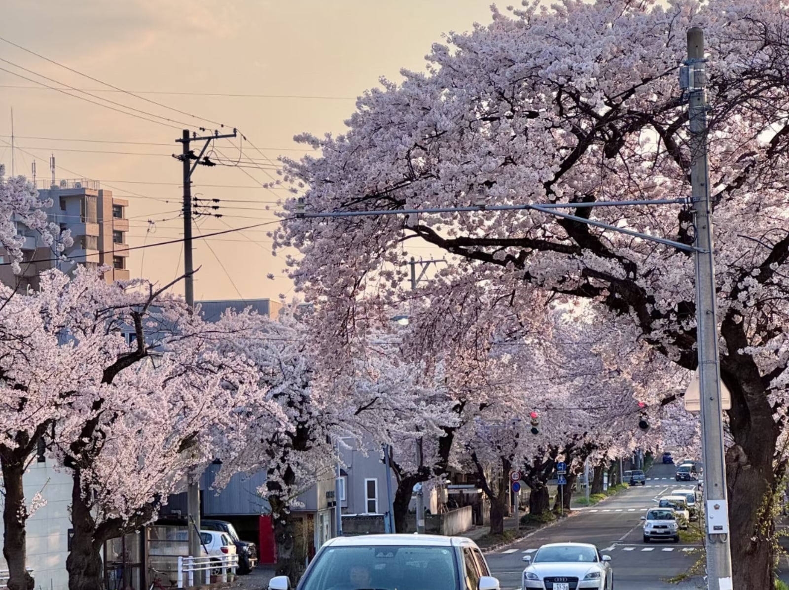 長榮航空青森航線再增加！櫻花季天天飛，網喊：「終於可以說走就走！」