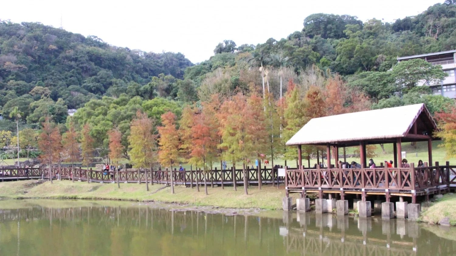 2026 大台北落羽松景點總整理｜交通資訊、最佳觀賞時間、穿搭推薦⋯一次看！