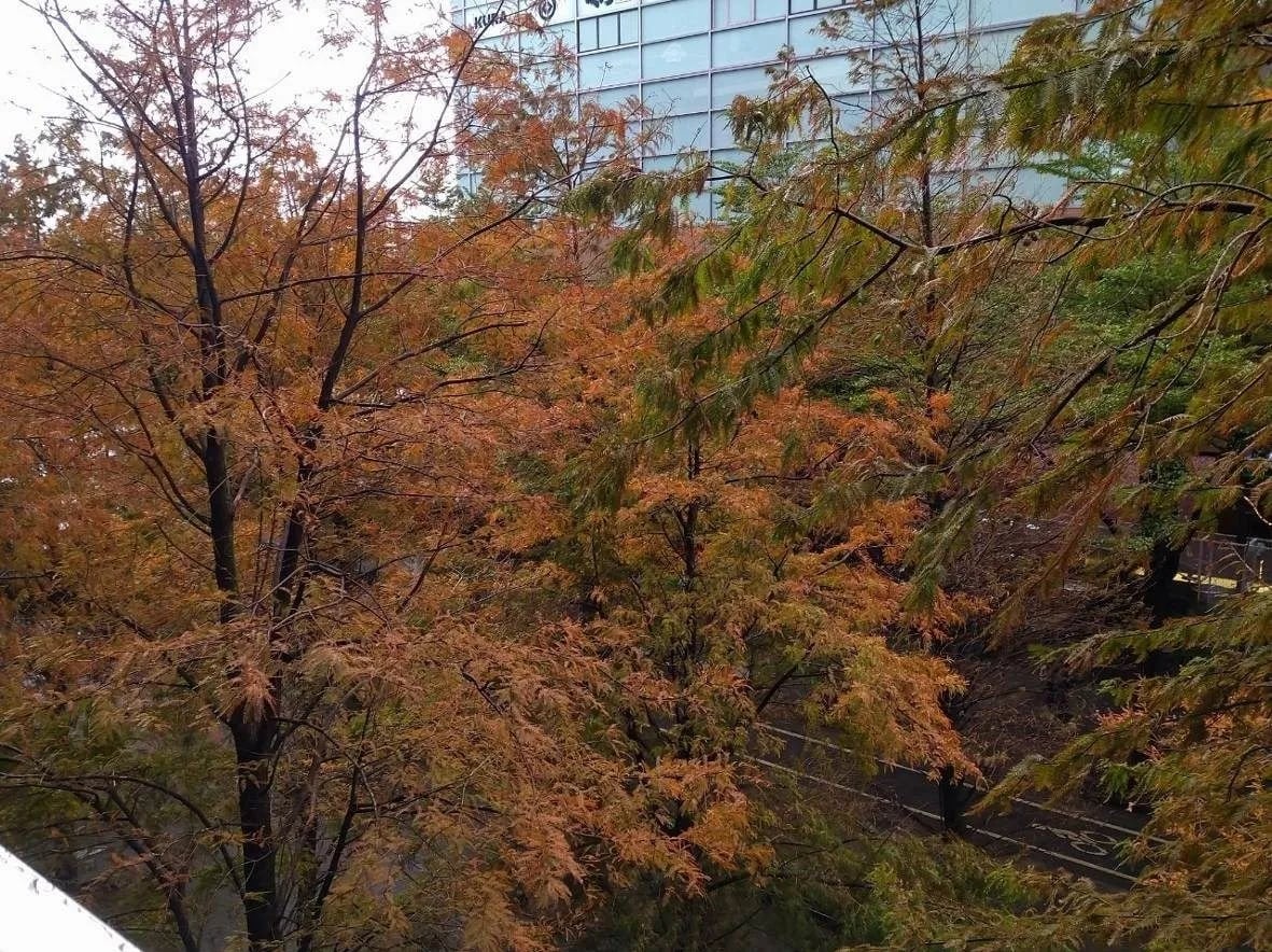 2026 大台北落羽松景點總整理｜交通資訊、最佳觀賞時間、穿搭推薦⋯一次看！