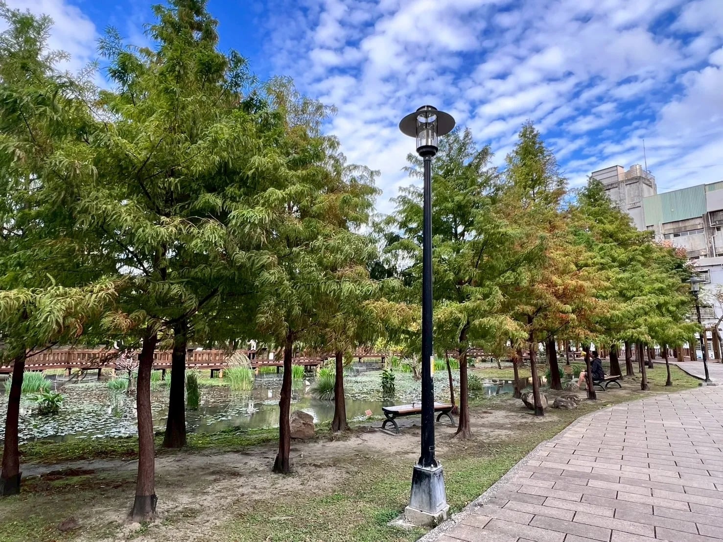 2026 大台北落羽松景點總整理｜交通資訊、最佳觀賞時間、穿搭推薦⋯一次看！