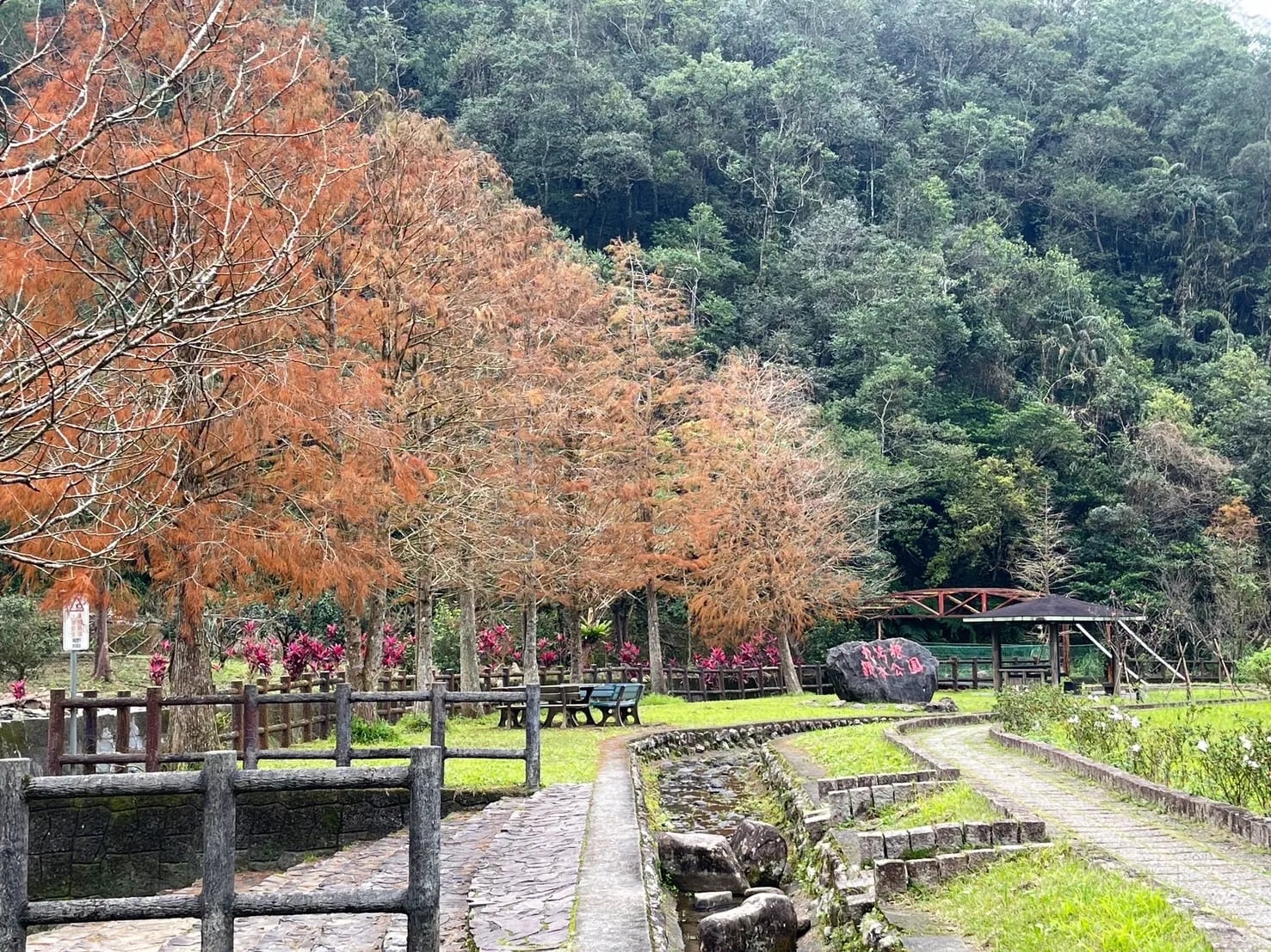 2026 大台北落羽松景點總整理｜交通資訊、最佳觀賞時間、穿搭推薦⋯一次看！