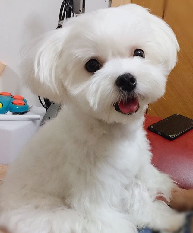 史努比、布丁狗、彭德⋯10 大卡通狗明星原型品種大公開，網驚呼：「根本沒認出來！」