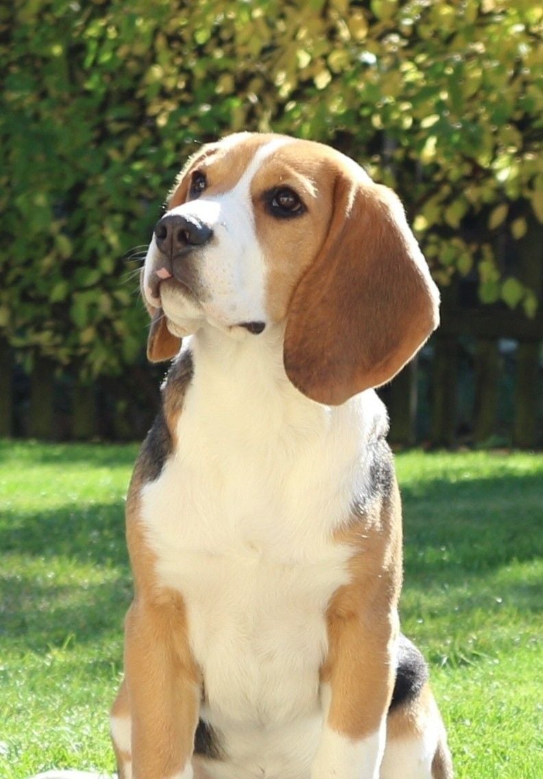 史努比、布丁狗、彭德⋯10 大卡通狗明星原型品種大公開，網驚呼：「根本沒認出來！」