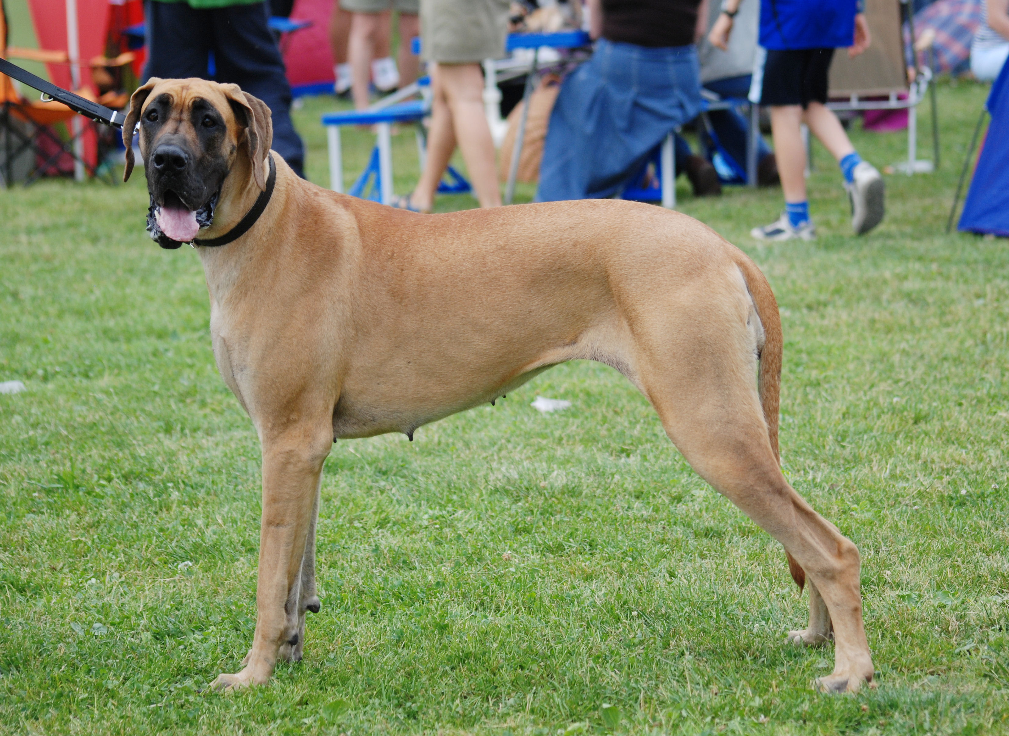 史努比、布丁狗、彭德⋯10 大卡通狗明星原型品種大公開，網驚呼：「根本沒認出來！」