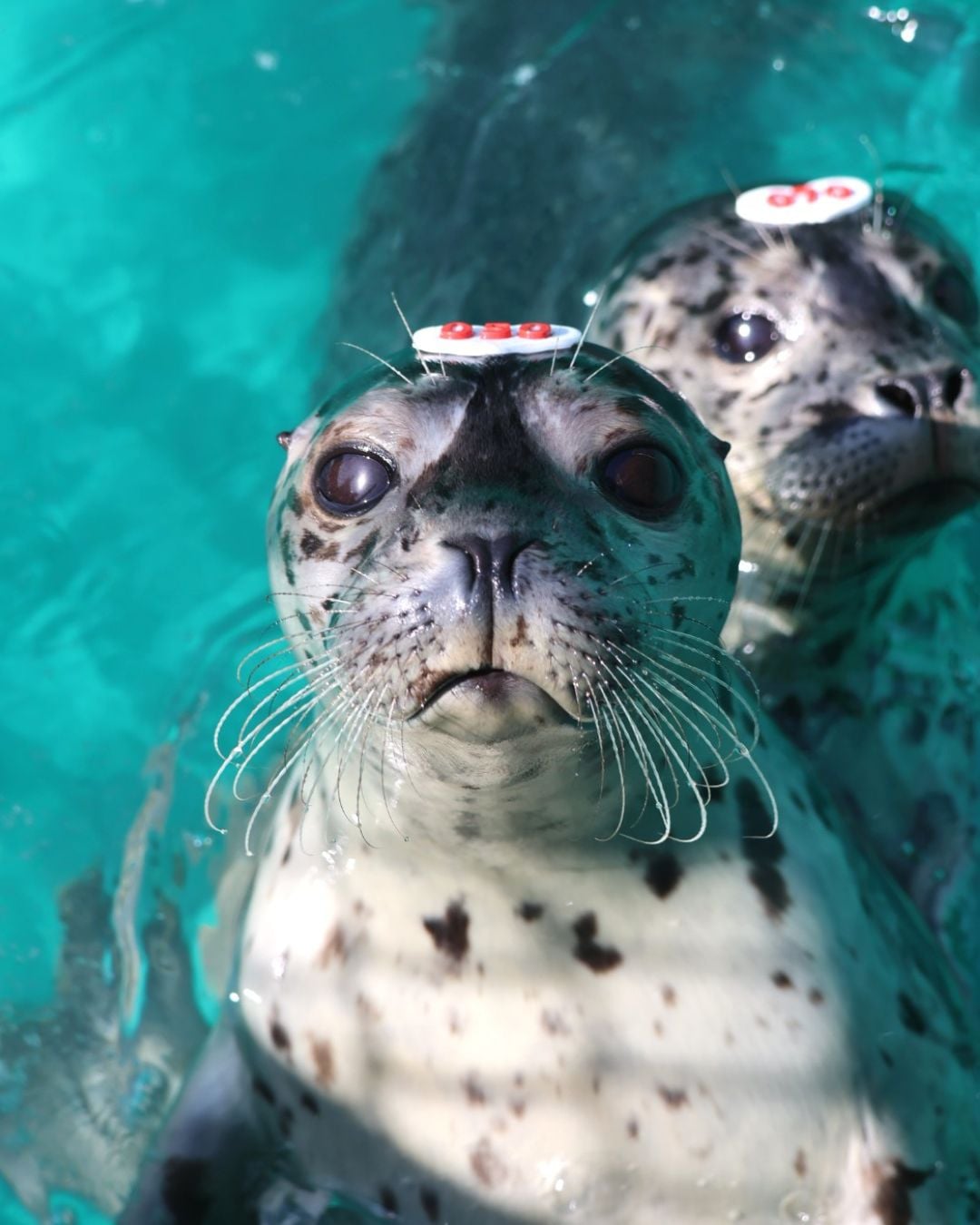 海豹「香蕉姿勢」、「花生粉麻糬」不是耍萌？網驚呼：「原來每個動作都在做核心訓練」！