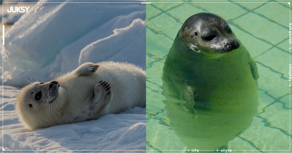 海豹「香蕉姿勢」、「花生粉麻糬」不是耍萌？網驚呼：「原來每個動作都在做核心訓練」！