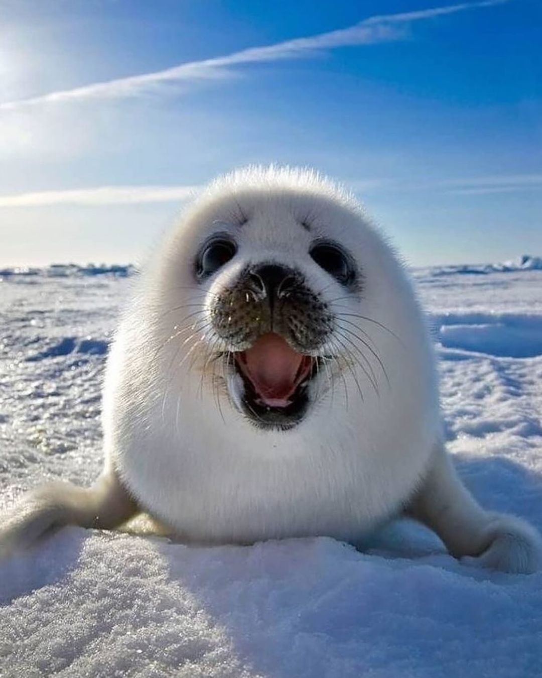 海豹「香蕉姿勢」、「花生粉麻糬」不是耍萌？網驚呼：「原來每個動作都在做核心訓練」！