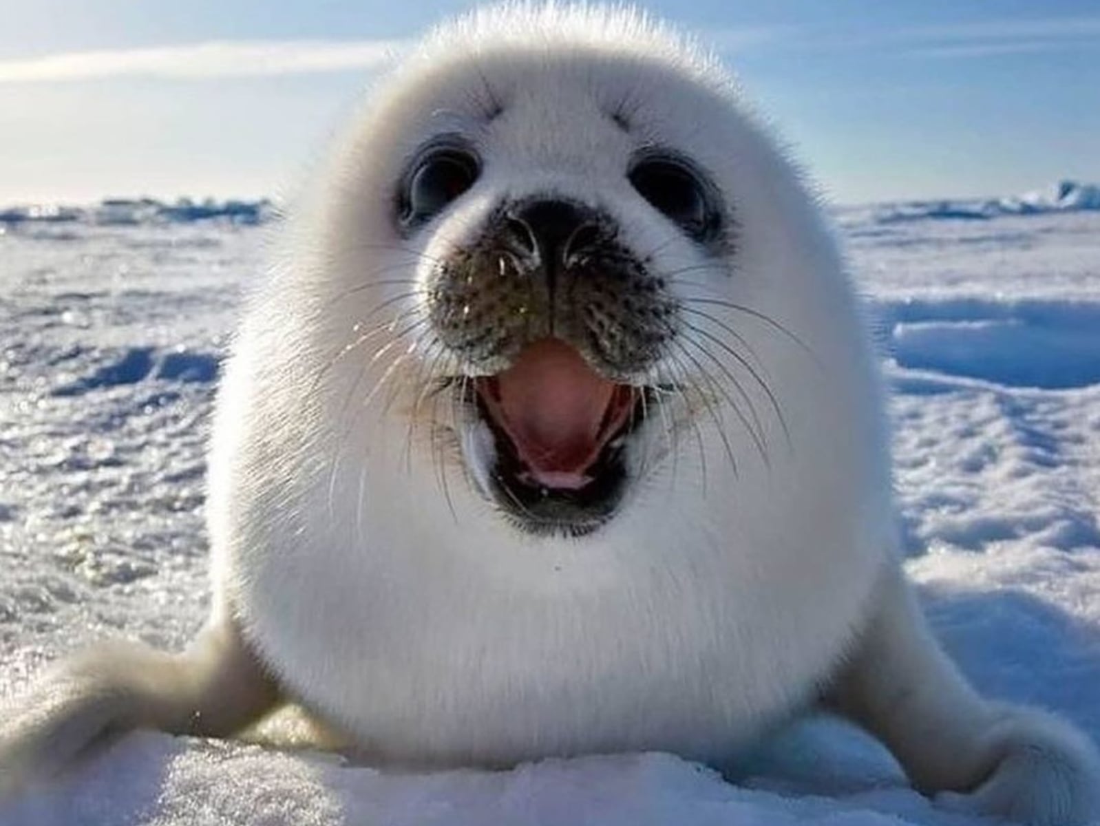 海豹「香蕉姿勢」、「花生粉麻糬」不是耍萌？網驚呼：「原來每個動作都在做核心訓練」！