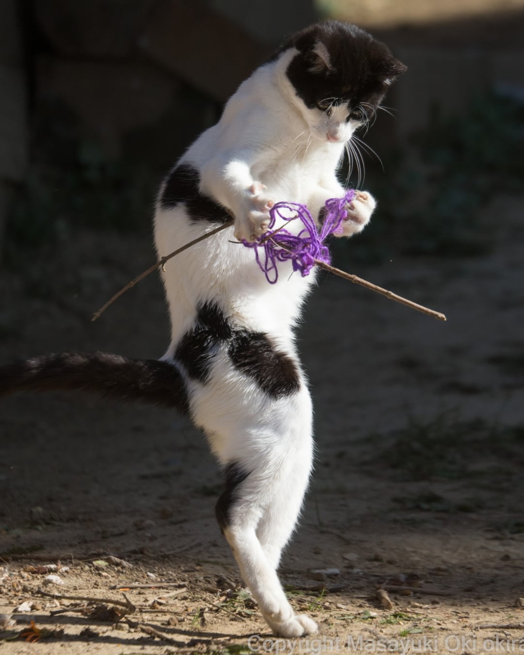 日本貓咪攝影師沖昌之爆紅！37 歲為貓咪「趴地瘋拍」被當怪人⋯卻拍出全球傳奇作品！