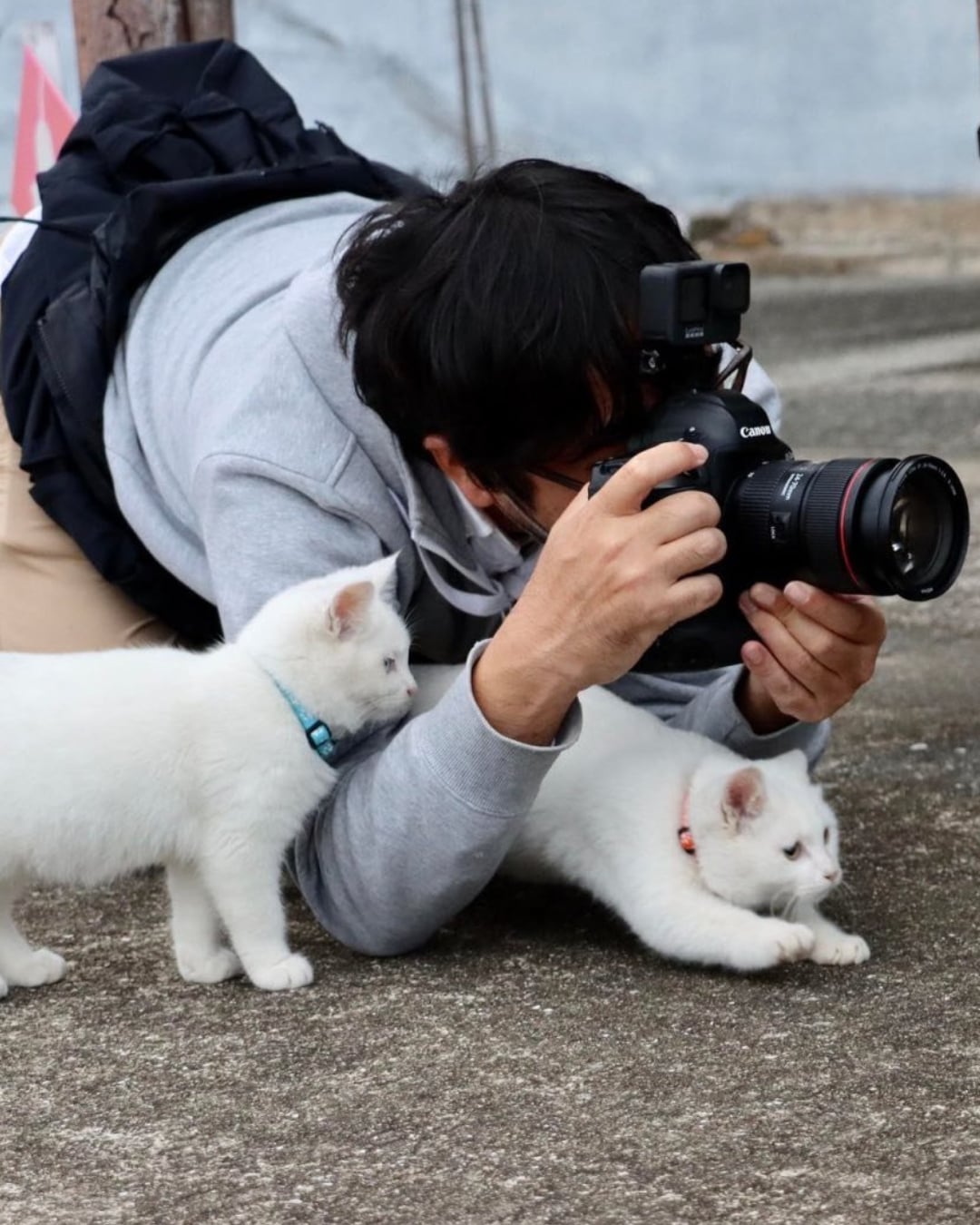 日本貓咪攝影師沖昌之爆紅！37 歲為貓咪「趴地瘋拍」被當怪人⋯卻拍出全球傳奇作品！