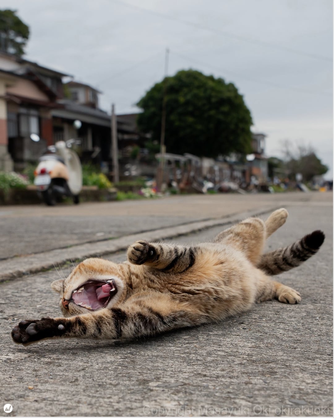 日本貓咪攝影師沖昌之爆紅！37 歲為貓咪「趴地瘋拍」被當怪人⋯卻拍出全球傳奇作品！