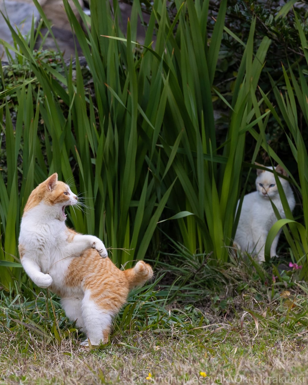 日本貓咪攝影師沖昌之爆紅！37 歲為貓咪「趴地瘋拍」被當怪人⋯卻拍出全球傳奇作品！
