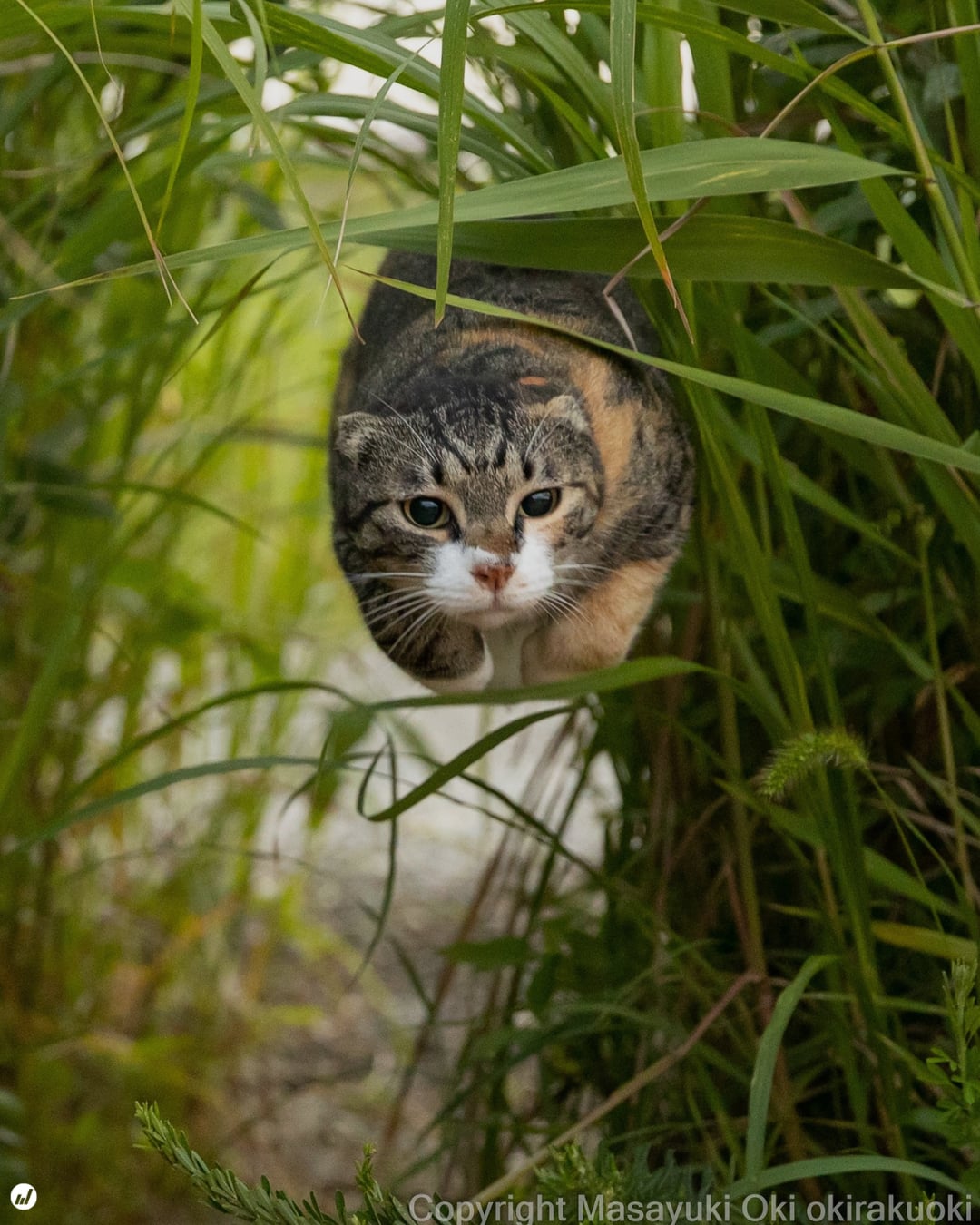 日本貓咪攝影師沖昌之爆紅！37 歲為貓咪「趴地瘋拍」被當怪人⋯卻拍出全球傳奇作品！