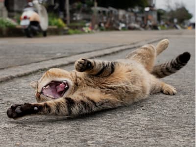 日本貓咪攝影師沖昌之爆紅！37 歲為貓咪「趴地瘋拍」被當怪人⋯卻拍出全球傳奇作品！